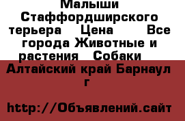 Малыши Стаффордширского терьера  › Цена ­ 1 - Все города Животные и растения » Собаки   . Алтайский край,Барнаул г.